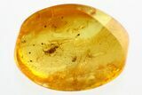 Detailed Fossil Parasitoid Wasp and Springtail in Baltic Amber #346570-1